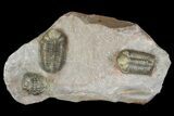 Two Austerops Trilobites With Belenopyge-Like Lichid - Jorf #154202-1